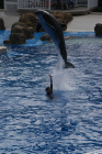 thumbs/seaworld 013.png